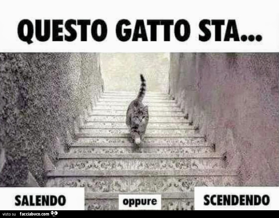 Gatto