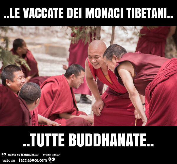 Le vaccate dei monaci tibetani… tutte buddhanate
