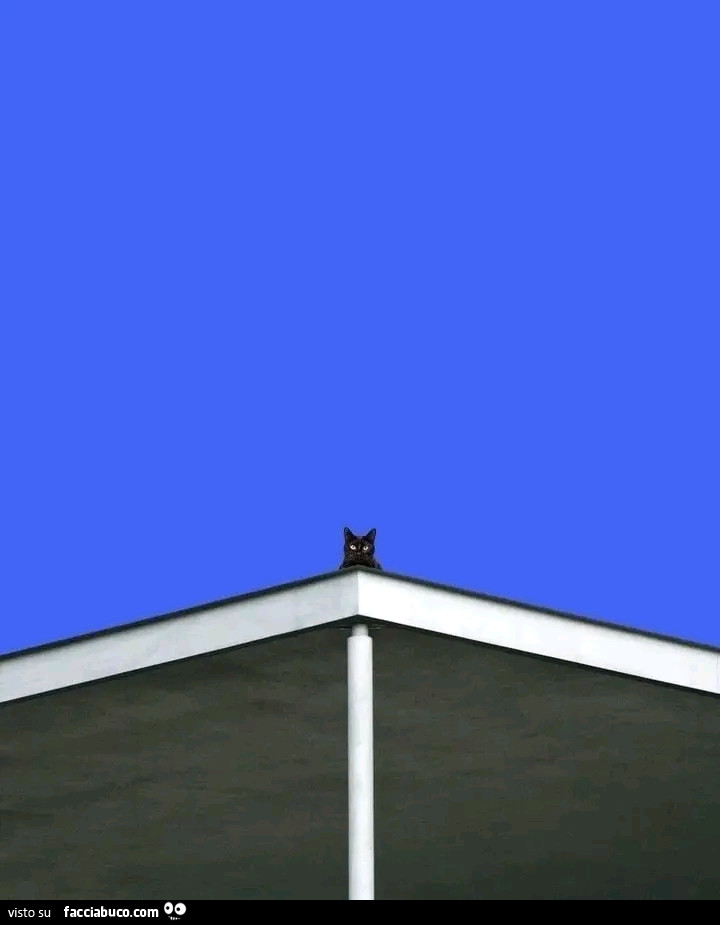 Gatto nero sul tetto
