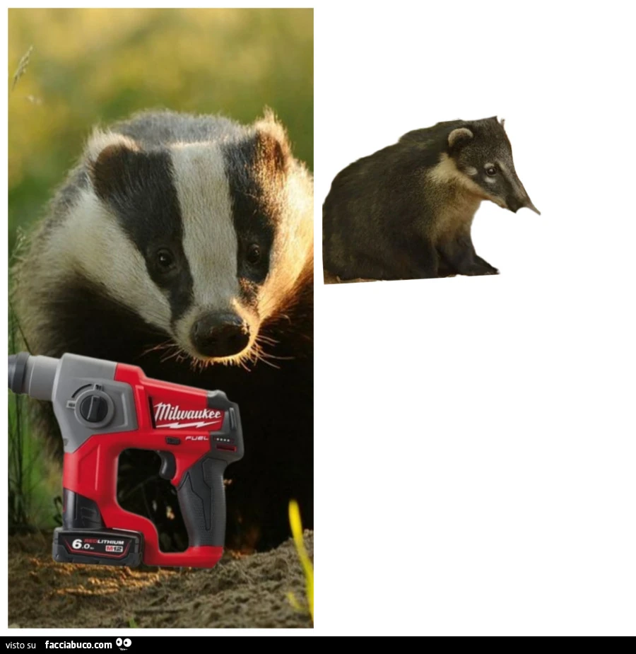 Vaccata