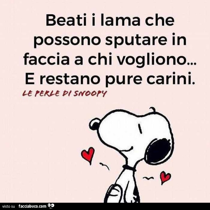 Beati i lama che possono sputare in faccia a chi vogliono… e restano pure carini