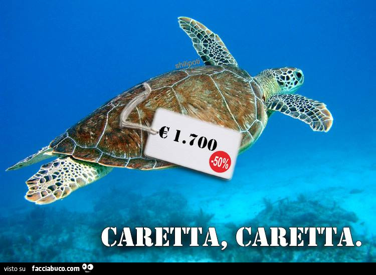 Caretta caretta