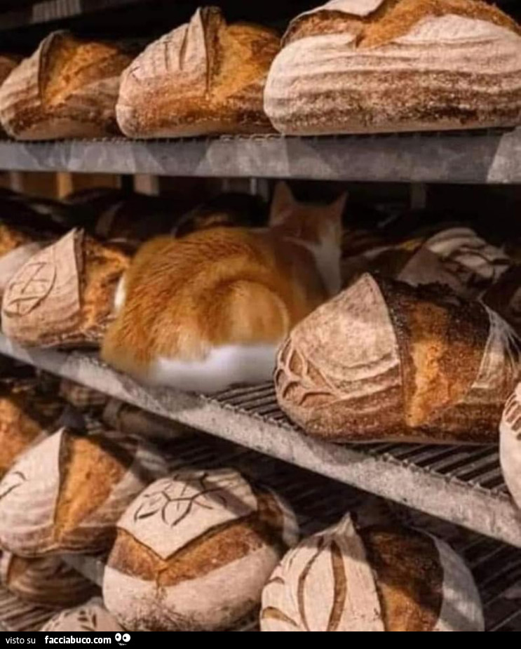 Gatto in mezzo al pane