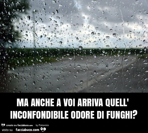 Ma anche a voi arriva quell' inconfondibile odore di funghi?