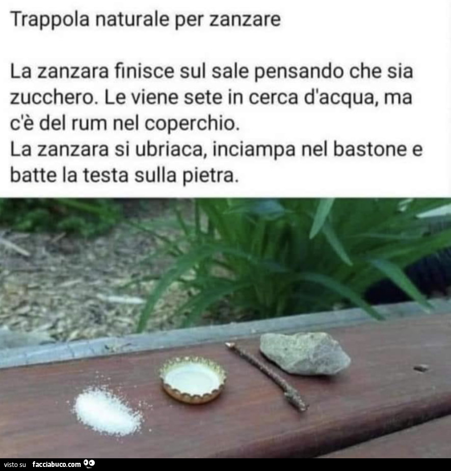 Vaccata