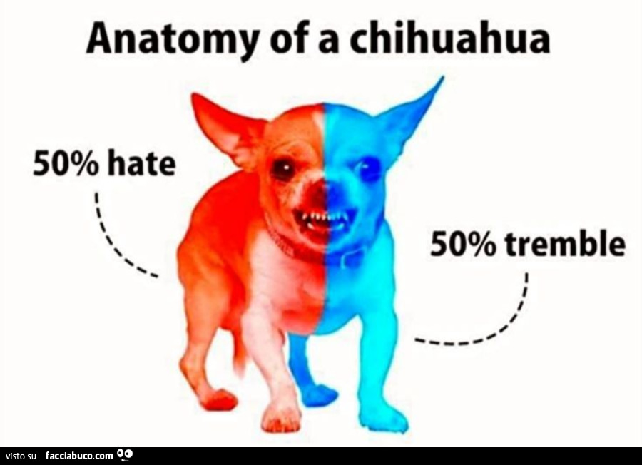 Anatomy of a chihuahua 50% hate 50% tremble