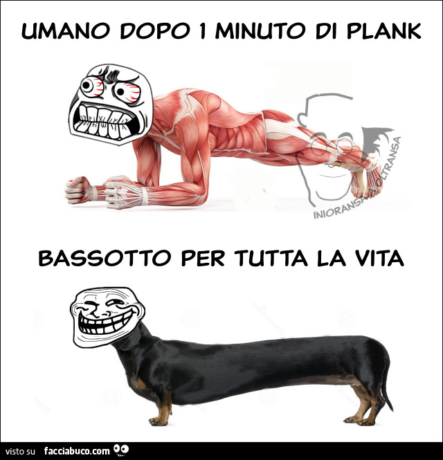 Umano dopo 1 minuto di plank. Bassotto per tutta la vita