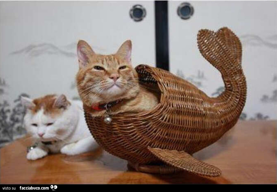Il mitico Pesce gatto! Buona notte e sogni d'oro a-mici e ne-mici