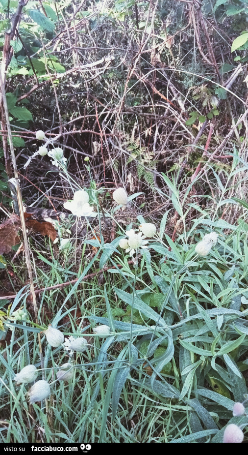 Vaccata