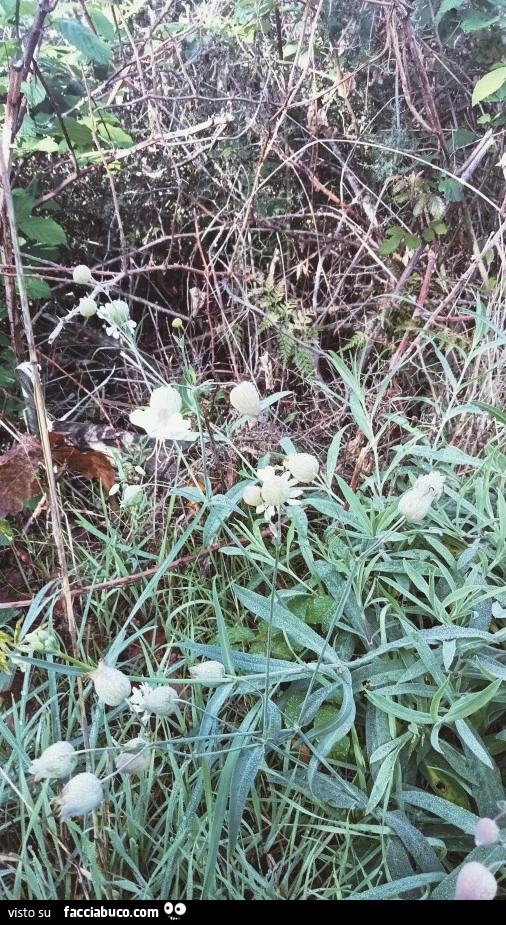 Vaccata