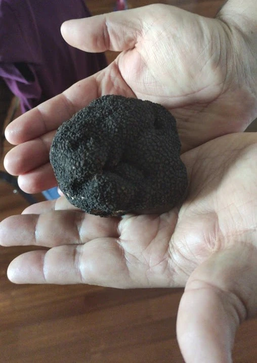 Tartufo