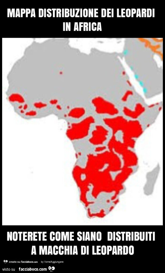 Mappa distribuzione dei leopardi in africa noterete come siano distribuiti a macchia di leopardo