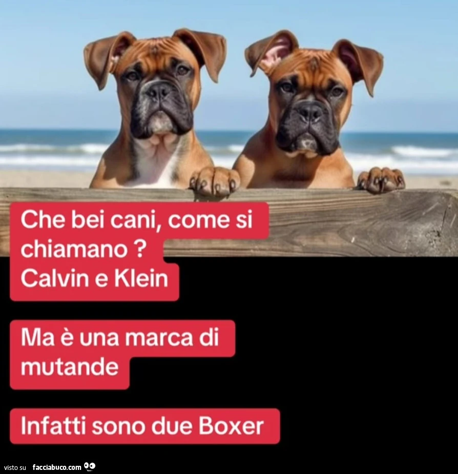 Cani