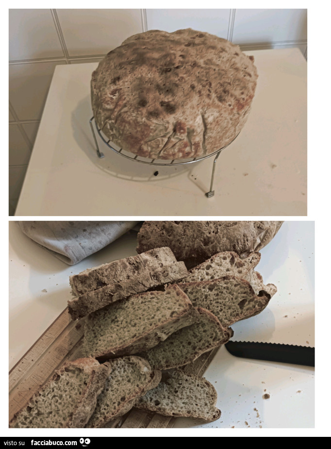 Vaccata