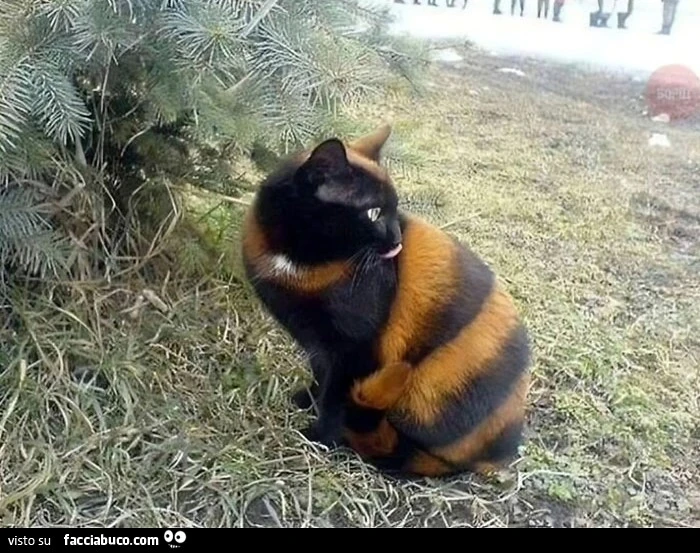 Vaccata
