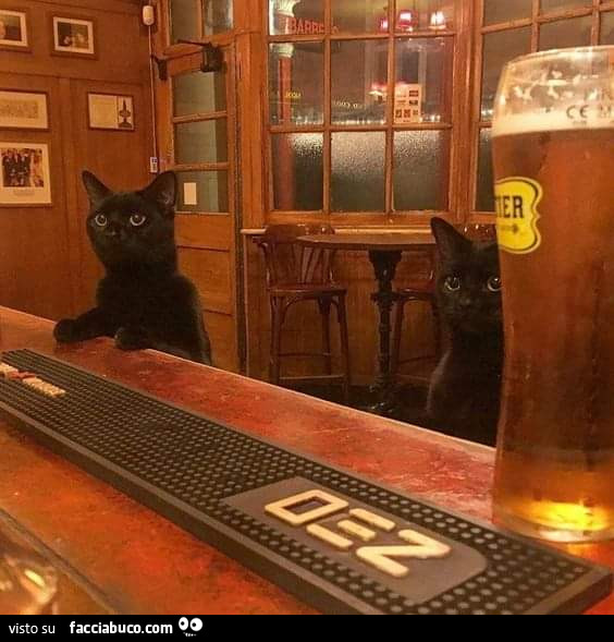 Gatti al pub