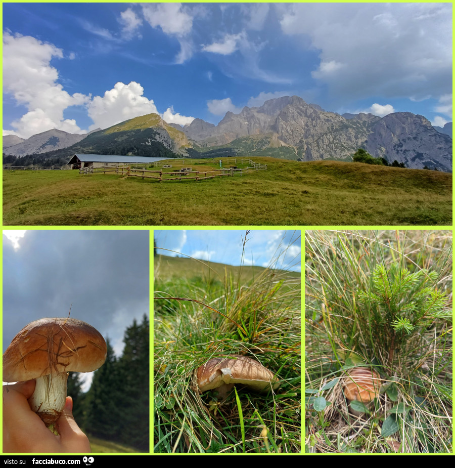 Trentino funghi porcini