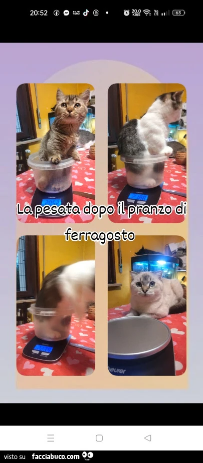 Vaccata
