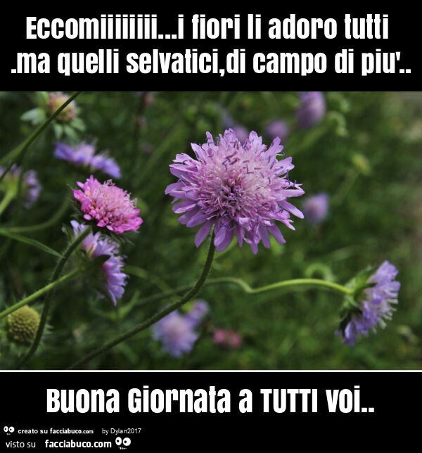 Eccomiiiiiiii… i fiori li adoro tutti. Ma quelli selvatici, di campo di più. Buona giornata a tutti voi