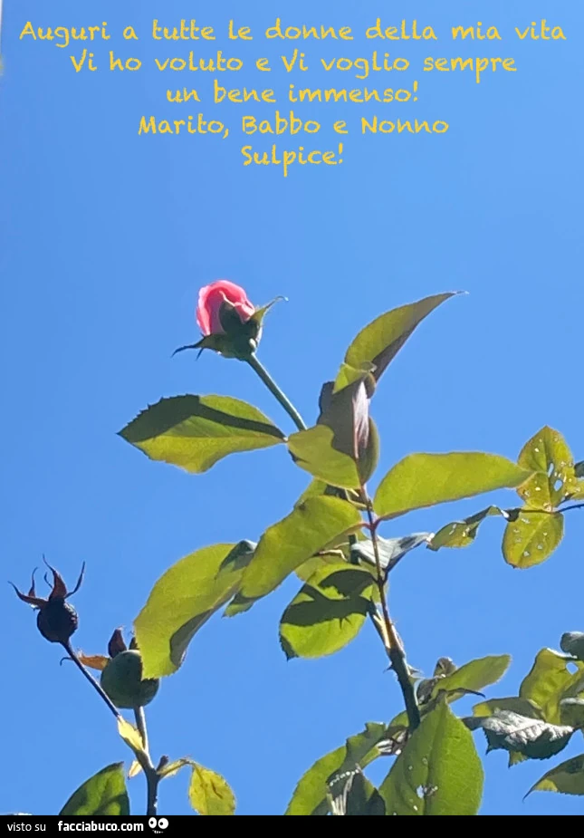 Ti darò una rosa rossa… . Mio dolce amor