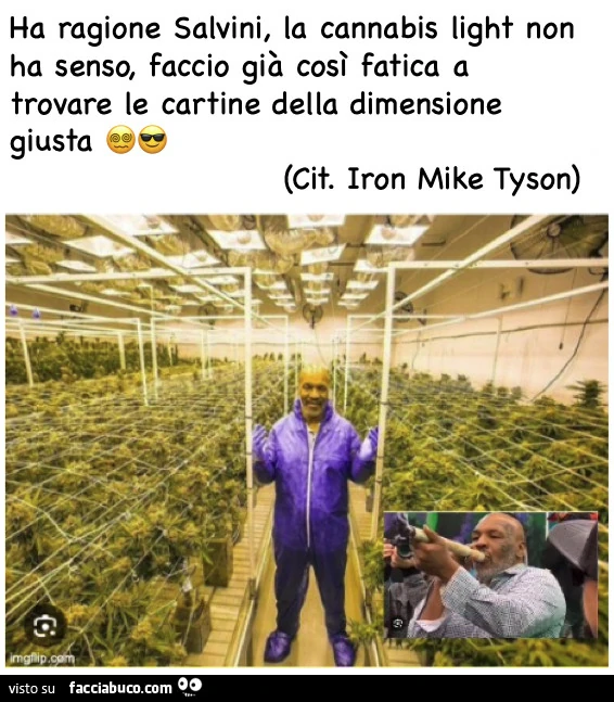 Vaccata