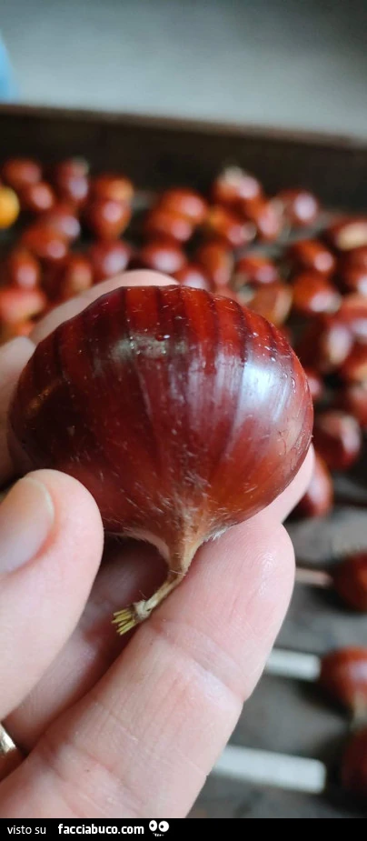 Vaccata