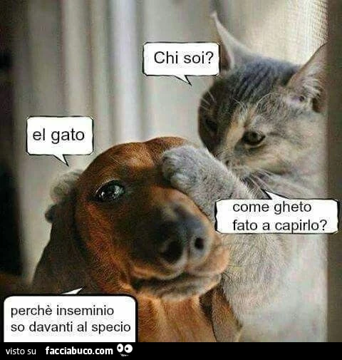 Vaccata