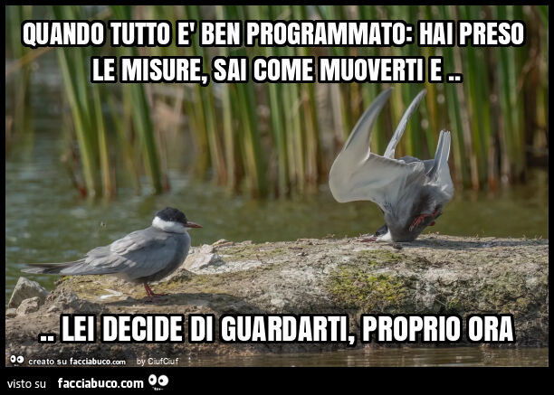 Quando tutto è ben programmato: hai preso le misure, sai come muoverti e… lei decide di guardarti, proprio ora