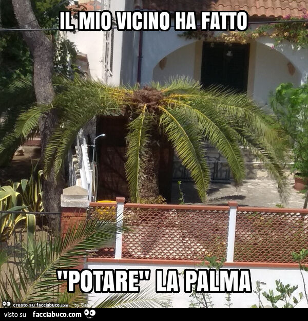 Il mio vicino ha fatto "potare" la palma