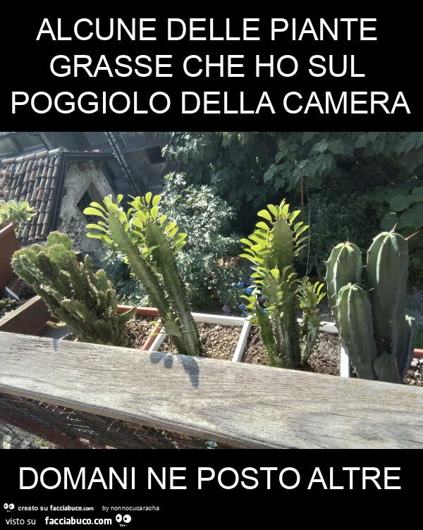 Alcune delle piante grasse che ho sul poggiolo della camera domani ne posto altre