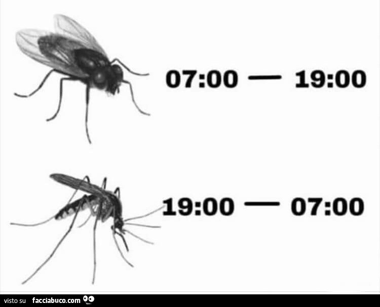 Mosca e zanzara fanno i turni