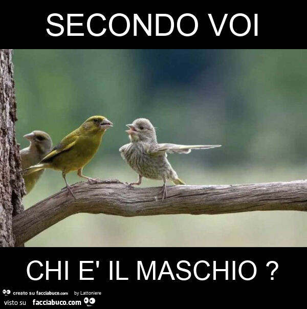 Secondo voi chi è il maschio?