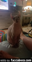 Vaccata