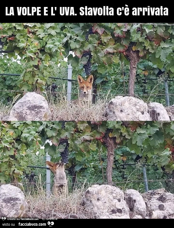 La volpe e l' uva. Stavolta c'è arrivata