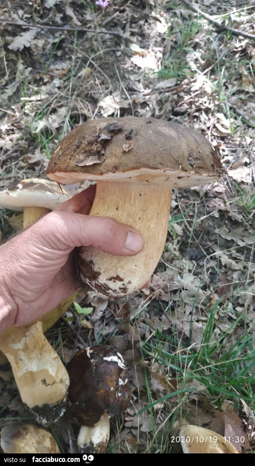 Vaccata