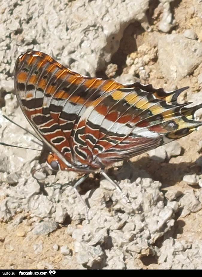 Vaccata