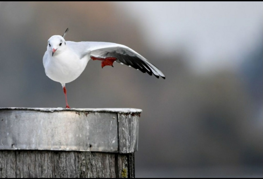 Ginnastica