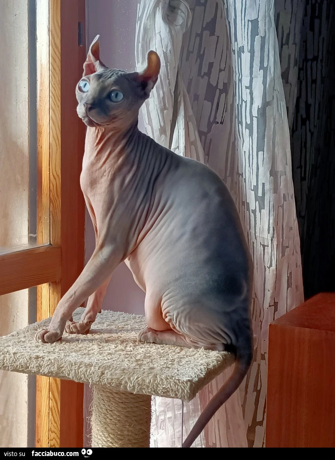 Vaccata