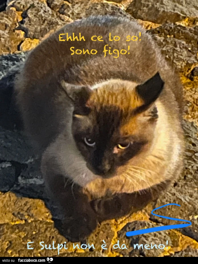 Buon martedì felino&hellip; e sperem che termini bene come sta iniziando&hellip;