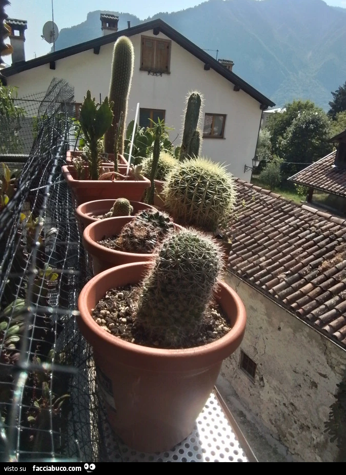 Vaccata