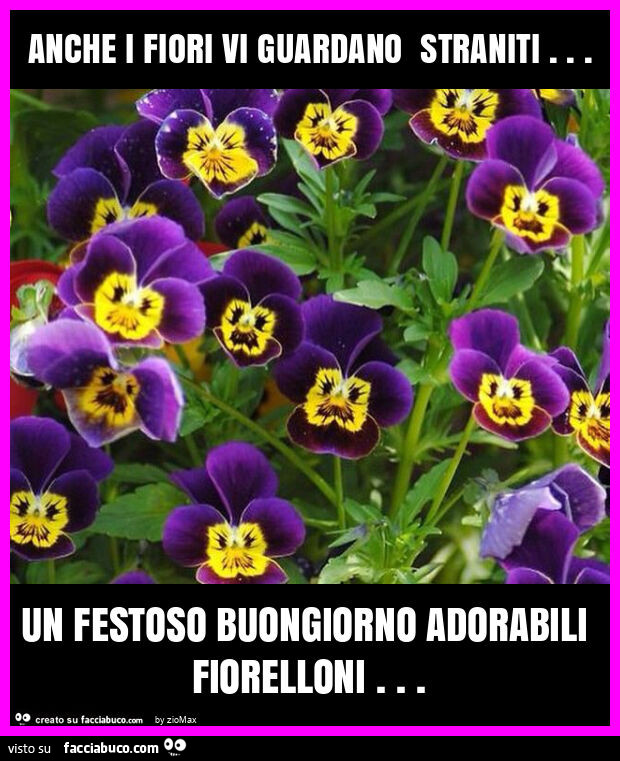 Anche i fiori vi guardano straniti… un festoso buongiorno adorabili fiorelloni