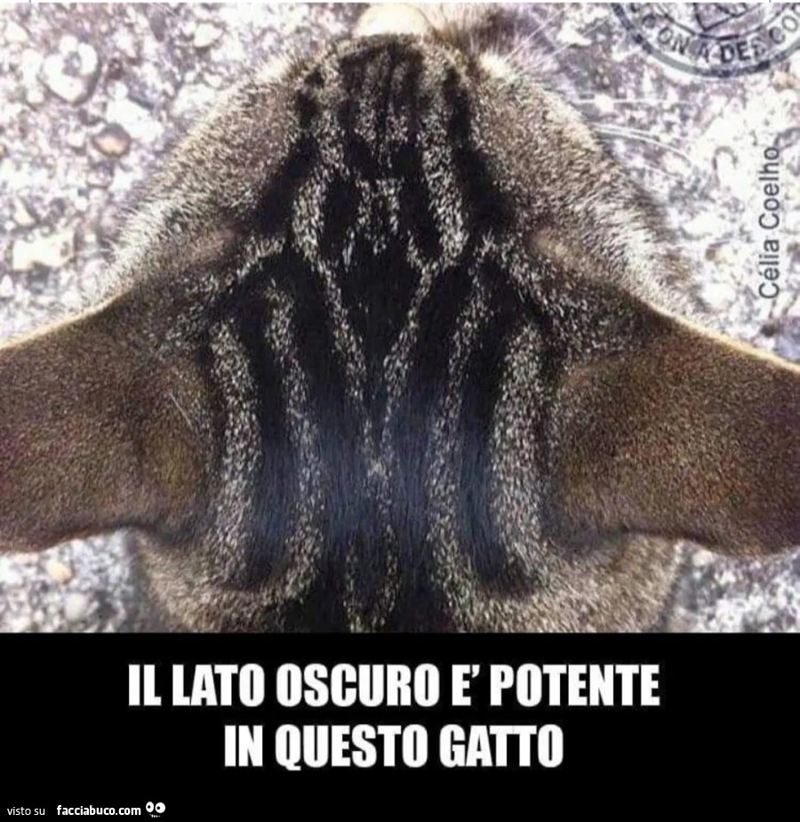 Il lato oscuro è potente in questo gatto star wars