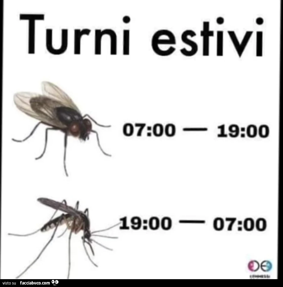 Mosca e zanzara turni estivi