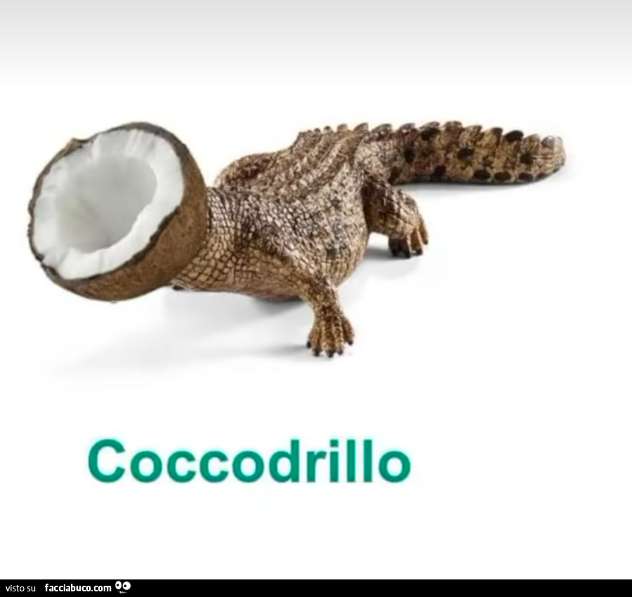 Coccodrillo