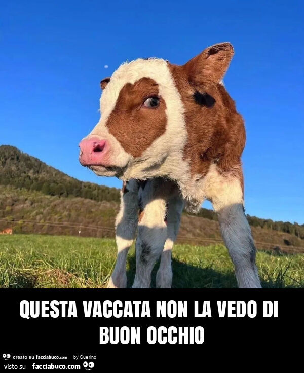 Vaccata