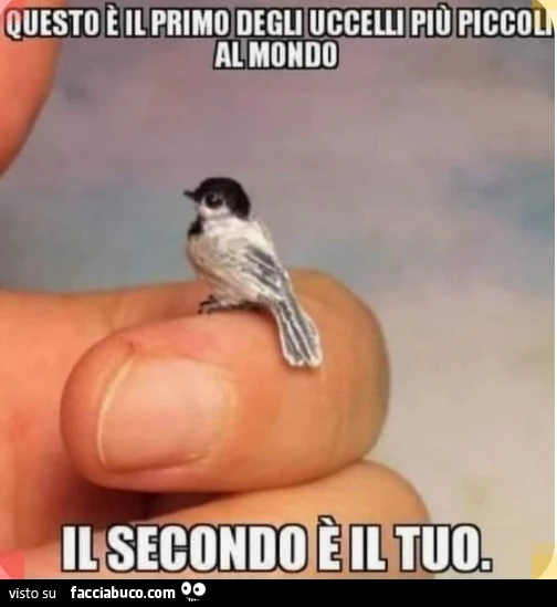 Uccellino
