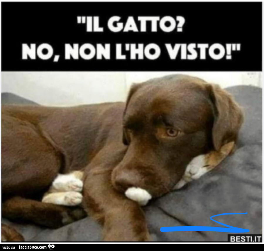 Un sodalizio tra cane e gatto… . Un esempio di convivenza tra “opposti”…