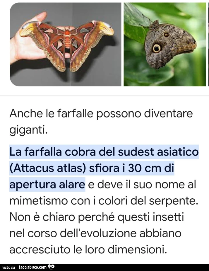 Vaccata