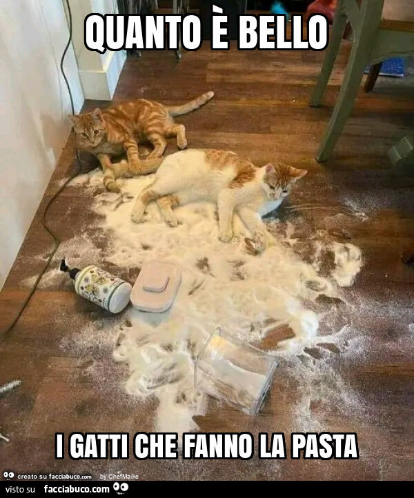 Quanto è bello i gatti che fanno la pasta
