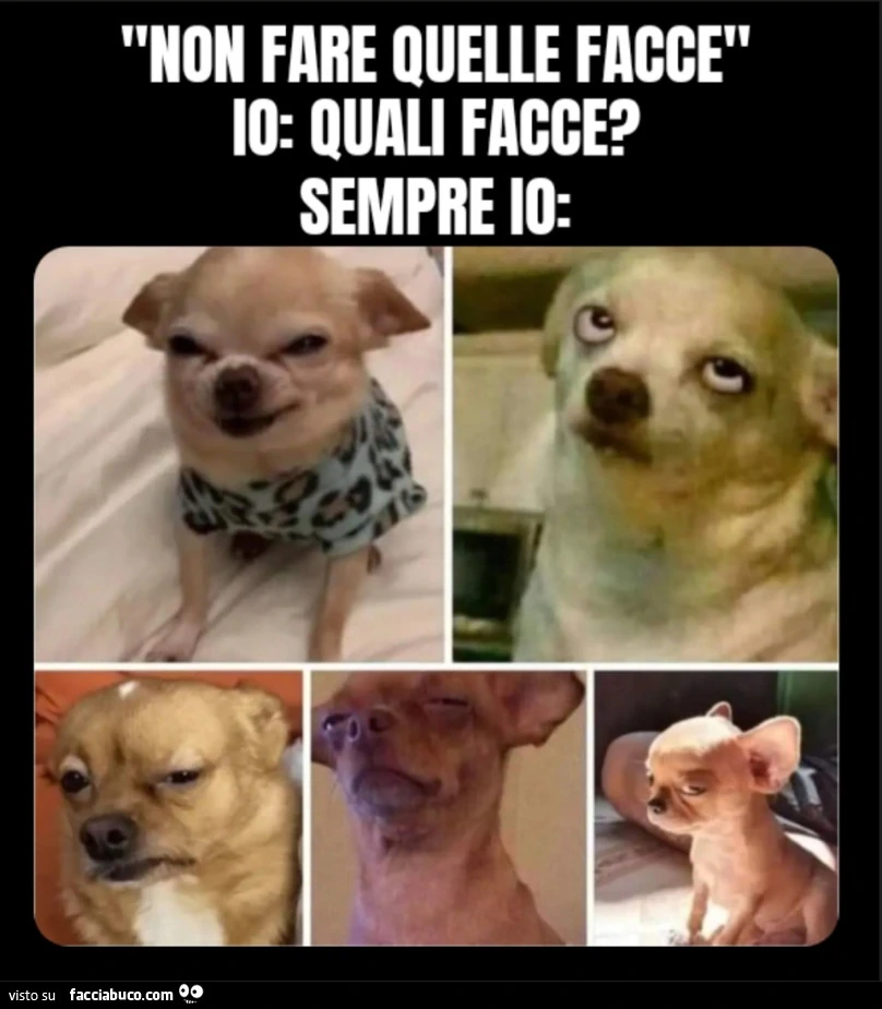 N9n fare quelle facce io quali facce cane chiuaua espressioni facciali